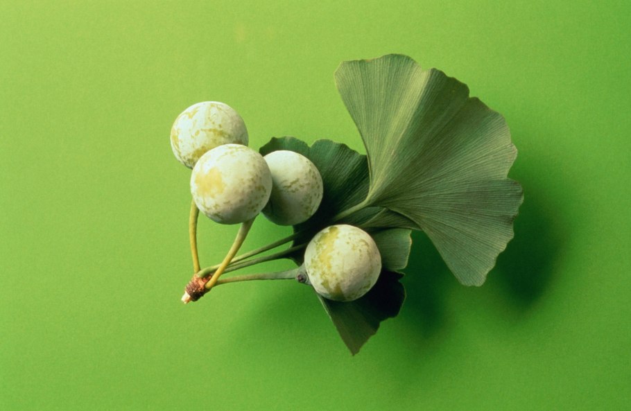 Дерево гинкго билоба семена