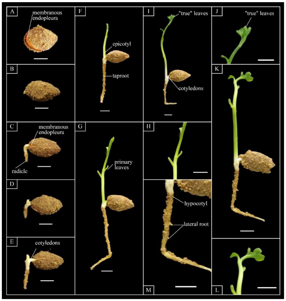 Лист гинкго