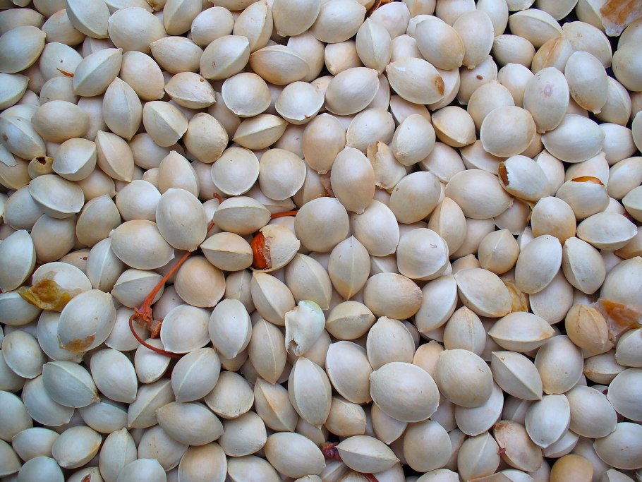 Семя гинкго двулопастного