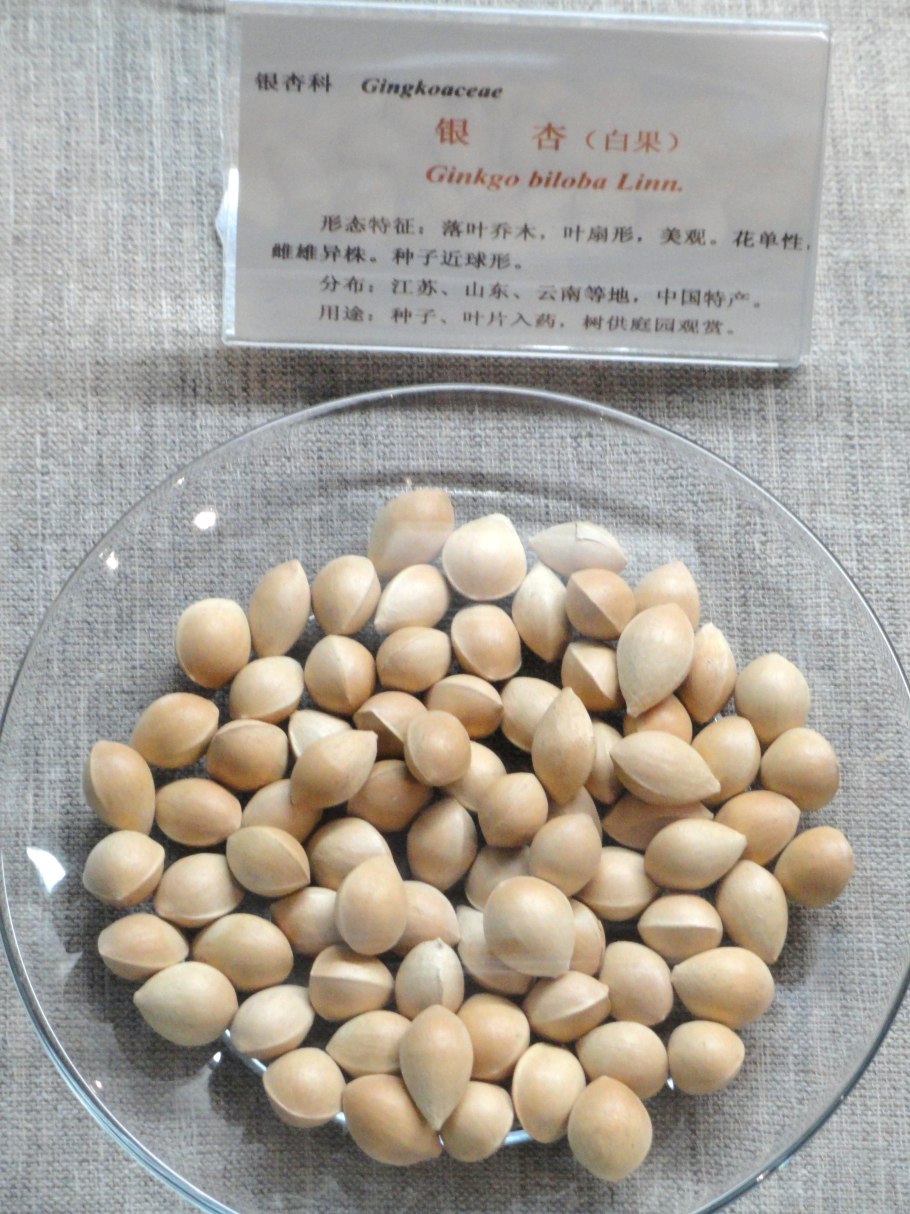 Орех гинкго билоба