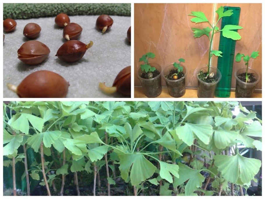 Семена гинкго