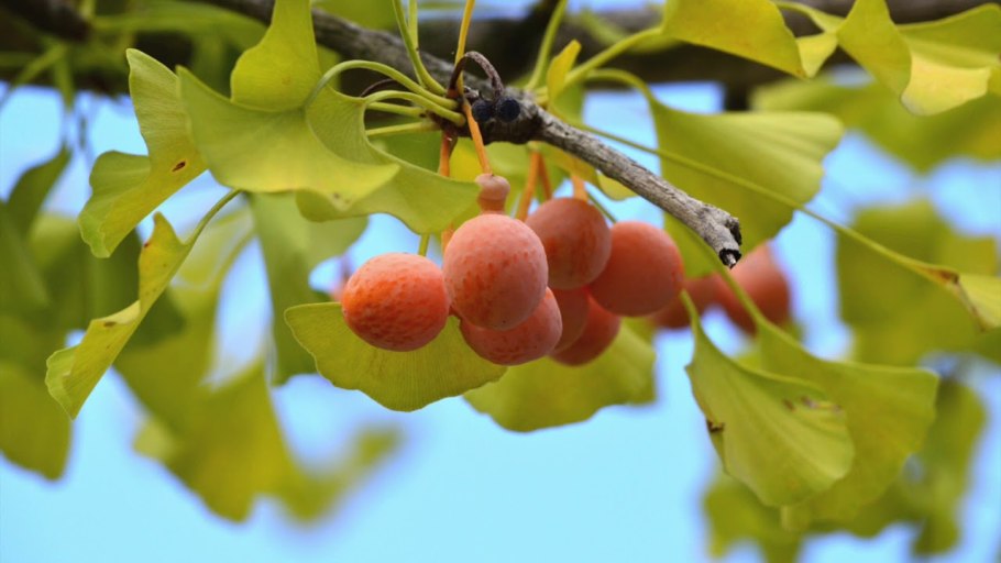 Плод дерева гинкго