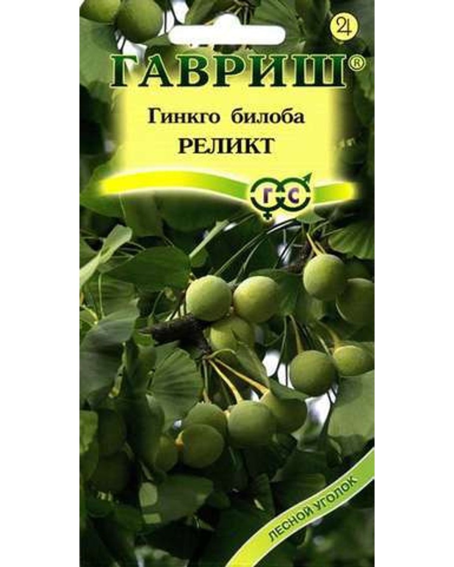 Гинкго двудопастной дерево