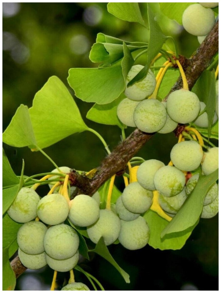 Гинкго двулопастный плоды