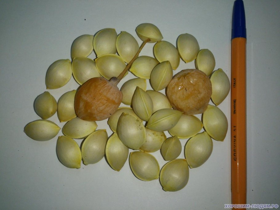 Семена гинкго билоба Реликт