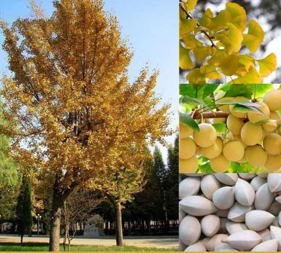 Гинкго билоба