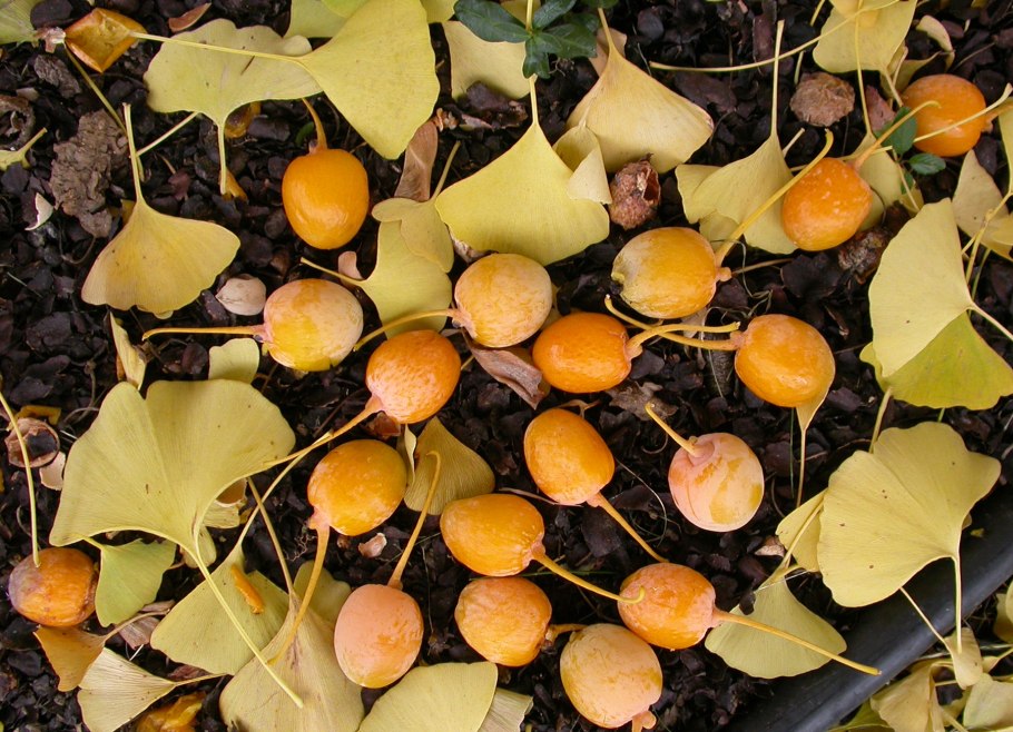 Гинкго билоба плоды