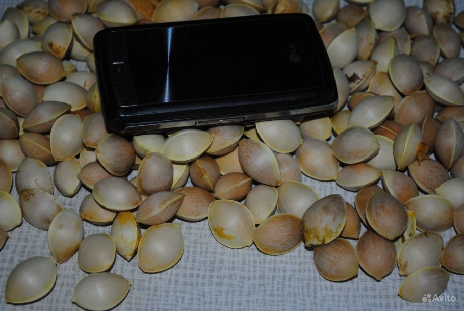 Опавшие плоды гинкго