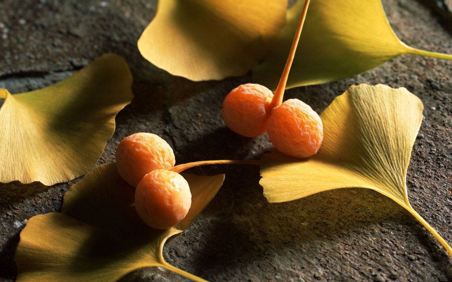 Гинкго билоба дерево плоды