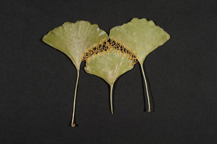 Гинкго двулопастной листья