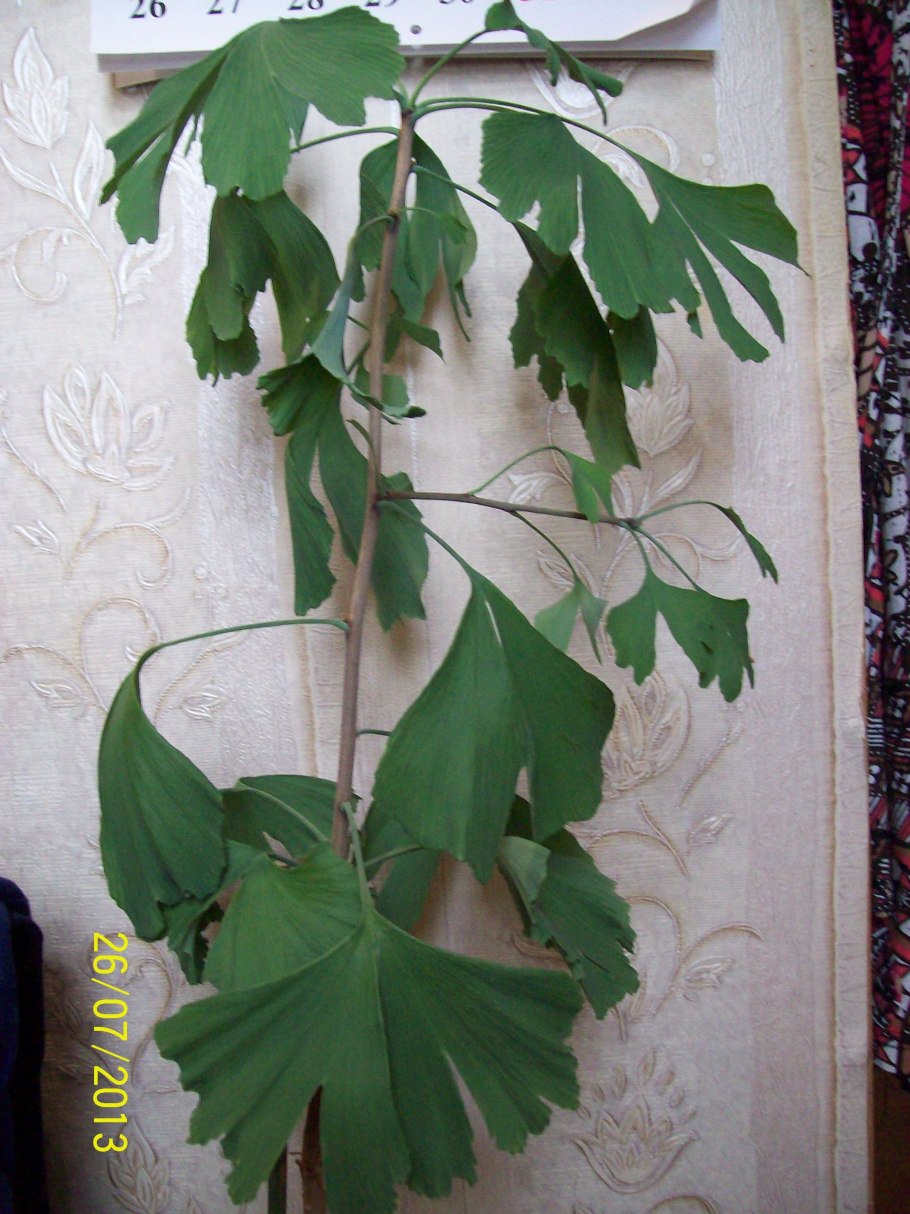 Гинкго двулопастной в горшке