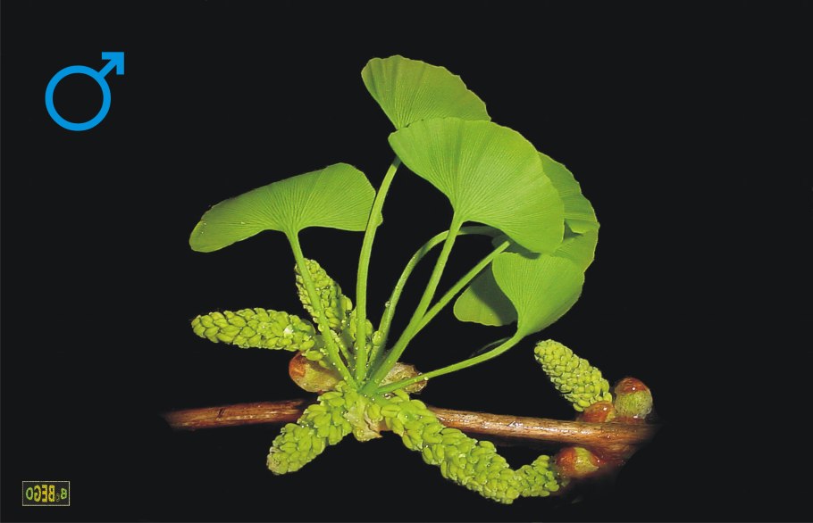 Плод дерева гинкго