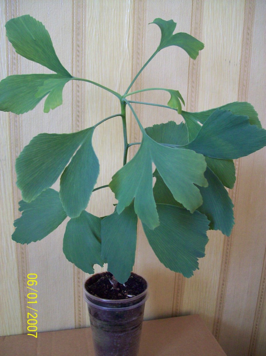 Гинкго билоба тубифолия