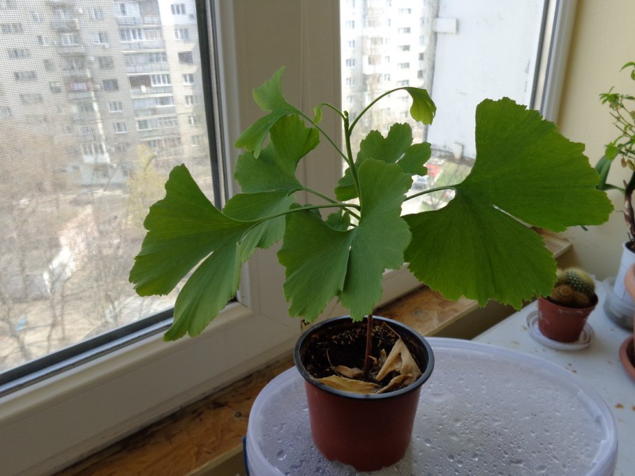 Гинкго билоба дерево