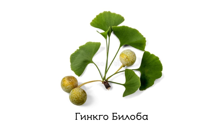 Гинкго билоба