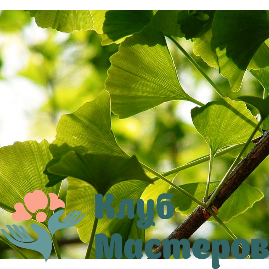 Гинкго двулопастный плоды