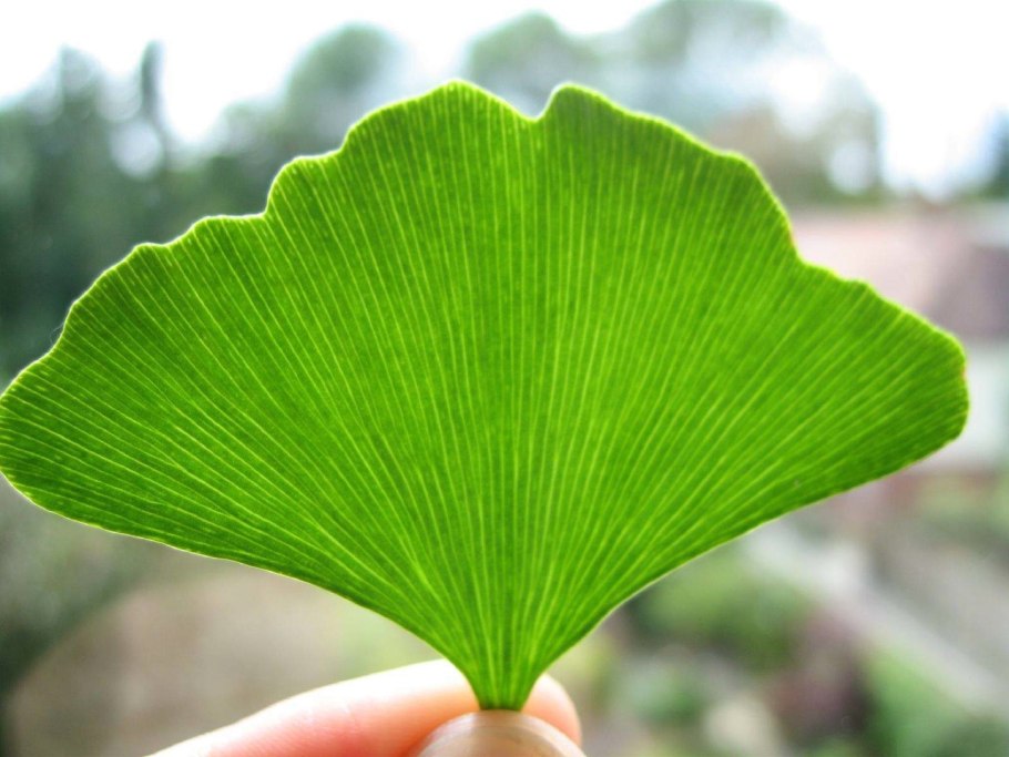 Дерево Токио — гинкго двулопастный