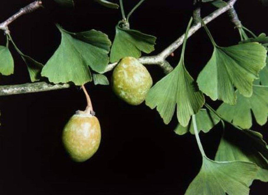 Гинкго двулопастный золотой