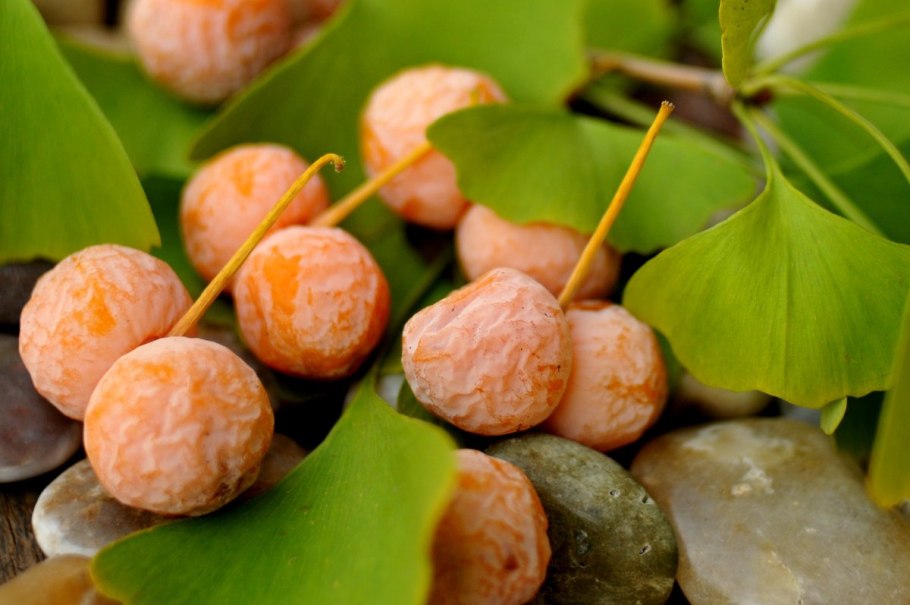 Гинкго Шишкоягоды