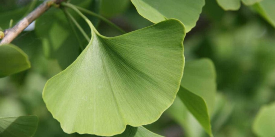 Ростки гинкго билоба