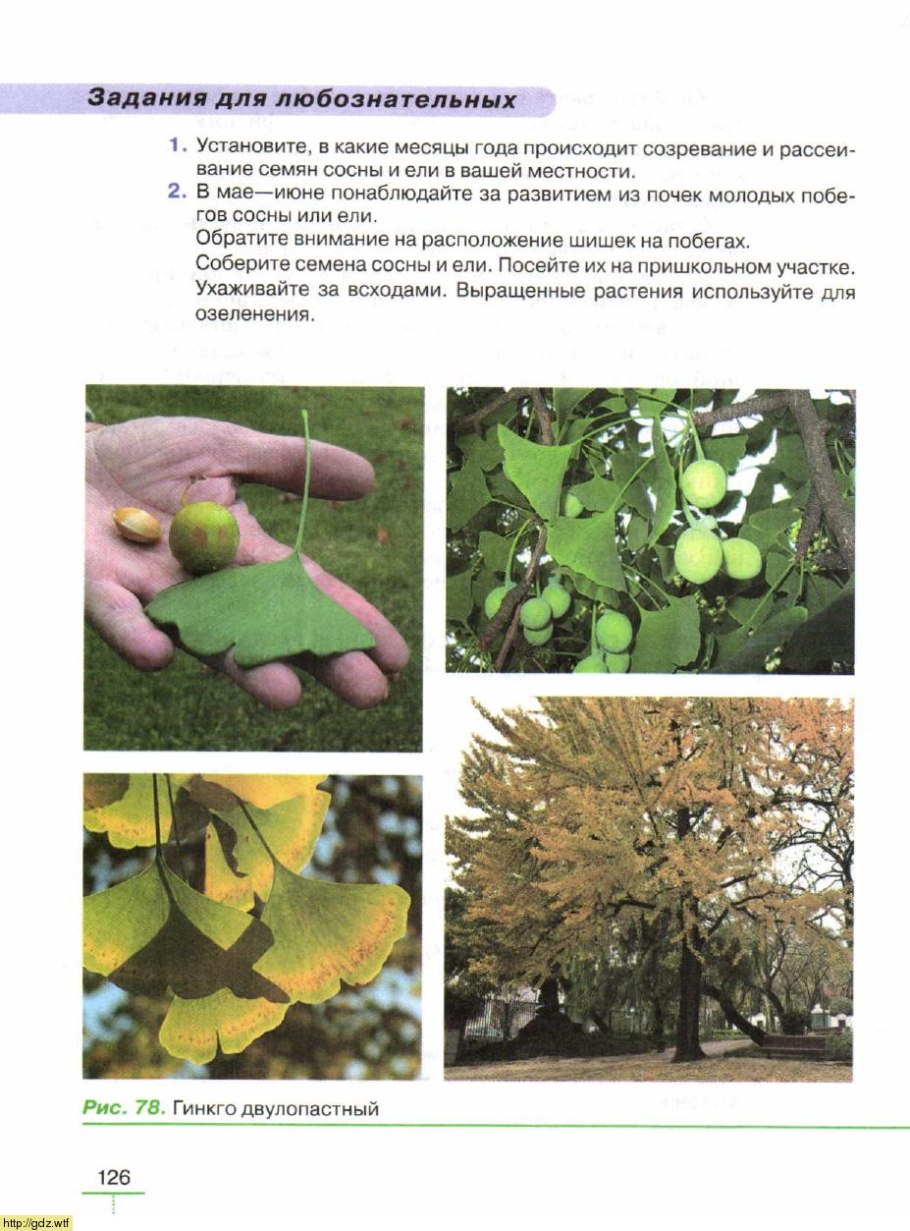 Гинкго билоба двулопастный