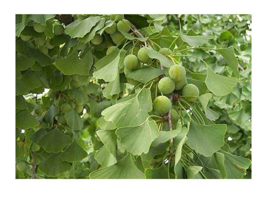 Ростки гинкго билоба