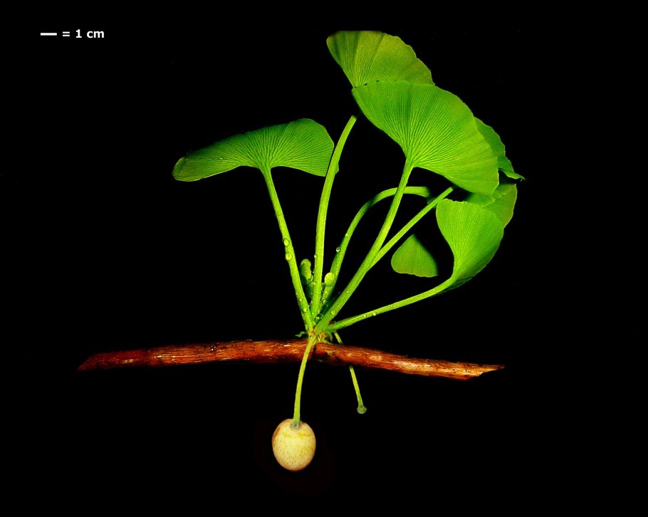 Гинкго билоба двулопастный