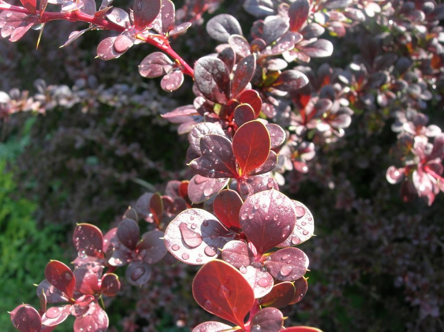 Барбарис Тунберга Atropurpurea