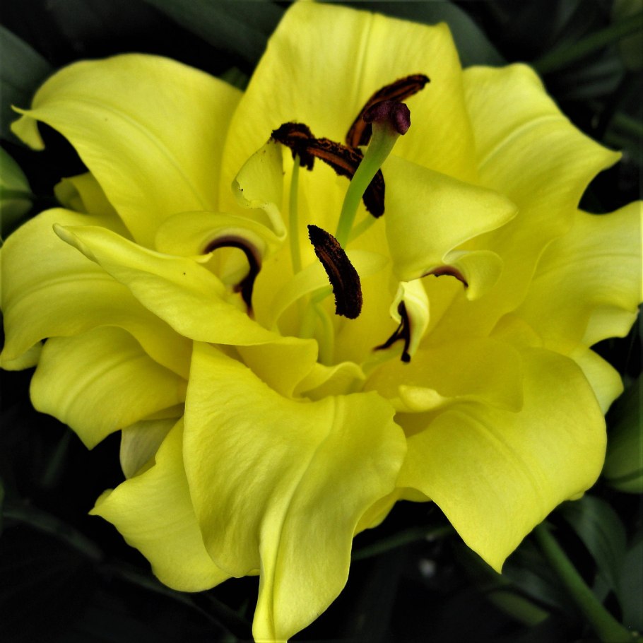 Лилия exotic Sun (Экзотик Сан)