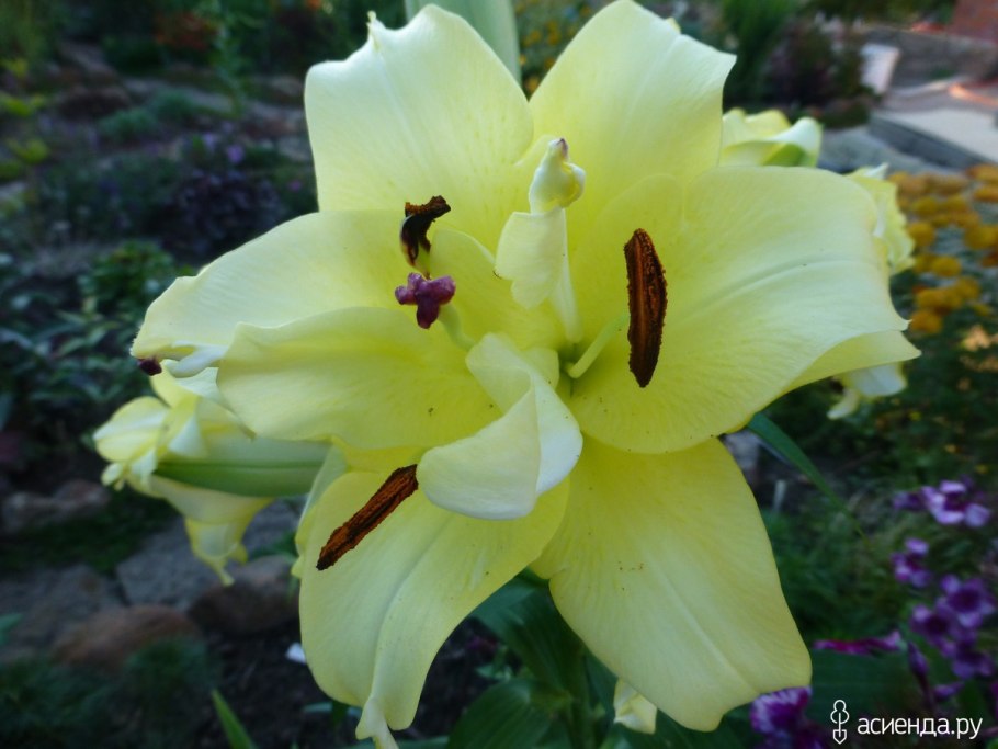 Лилия Восточная махровая Экзотик Сан