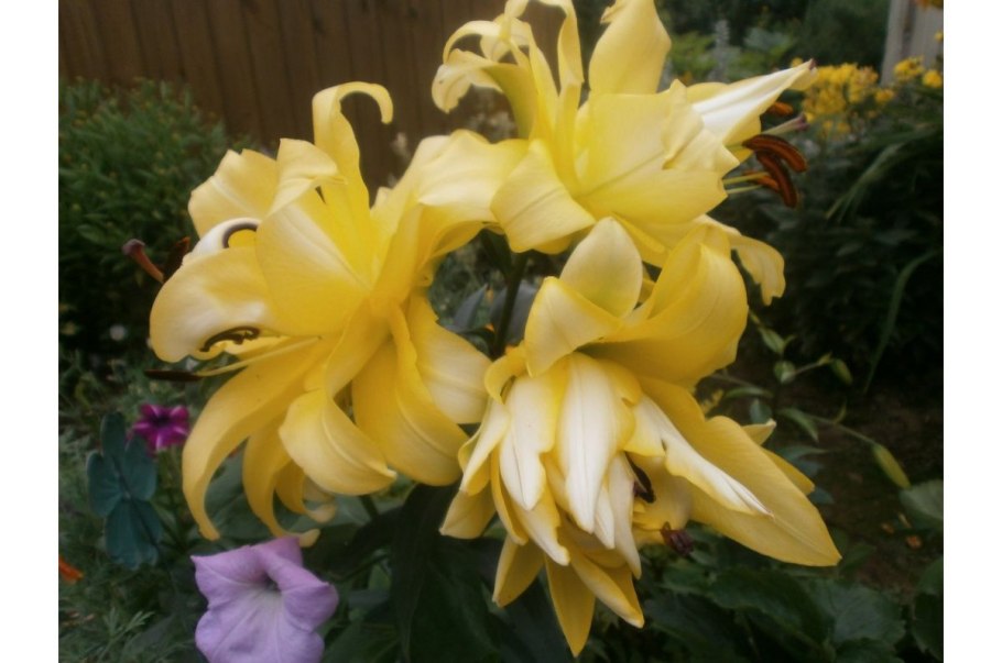 Лилия Восточная махровая Экзотик Сан