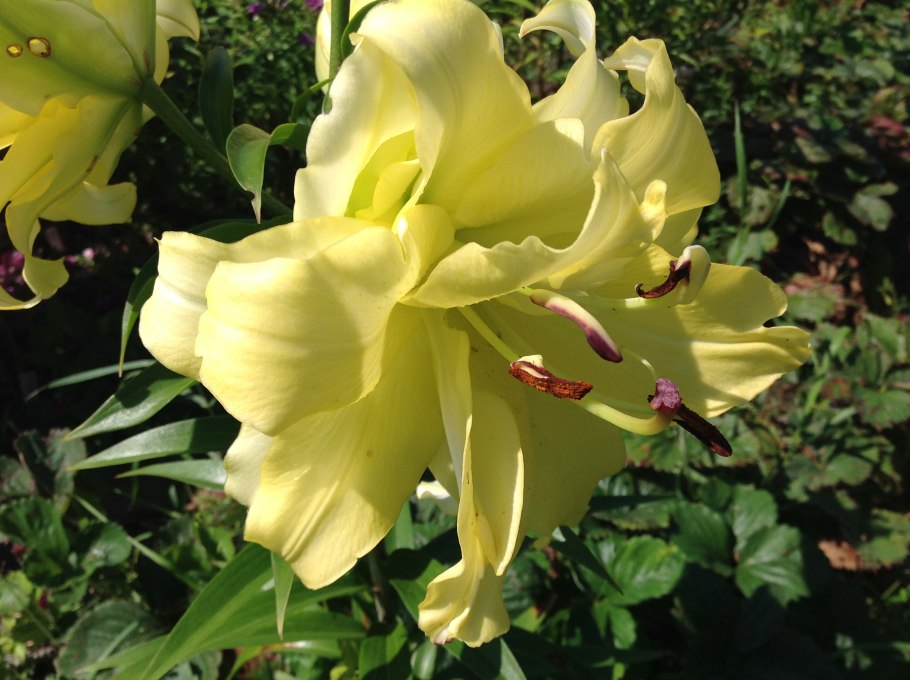 Лилия exotic Sun (Экзотик Сан)