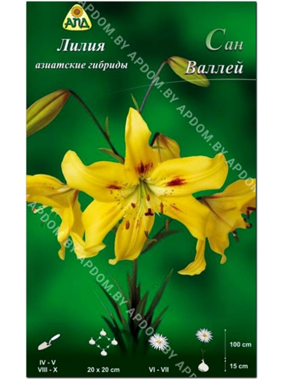 Сандью желтая махр Лилия
