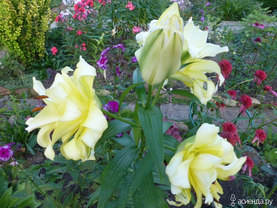 Лилия Восточная фифти фифти