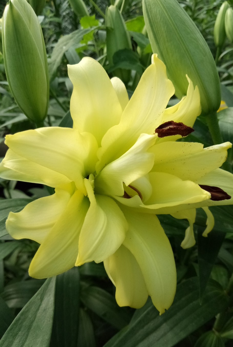 Лилия Барракуда