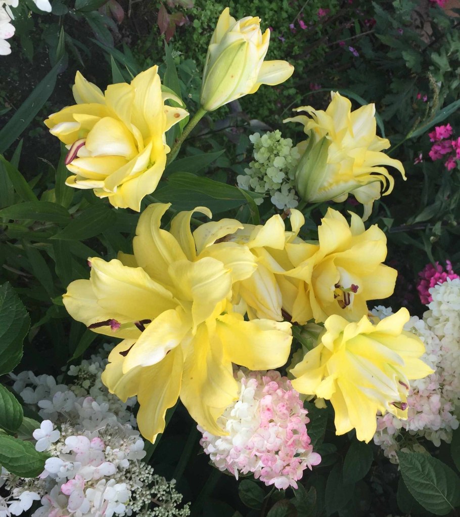 Лилия Восточная махровая Экзотик Сан