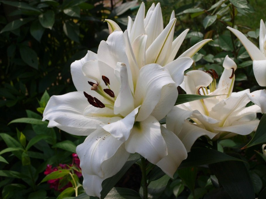 Лилия Восточная Кзотико