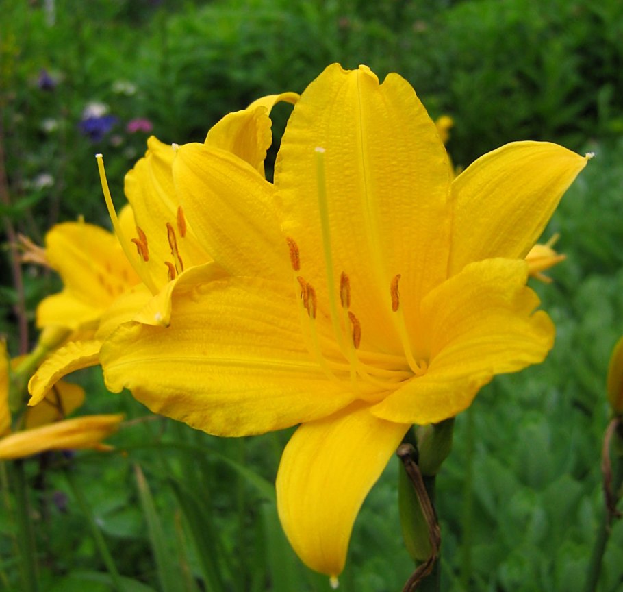 Тюльпан бахромчатый Экзотик Сан