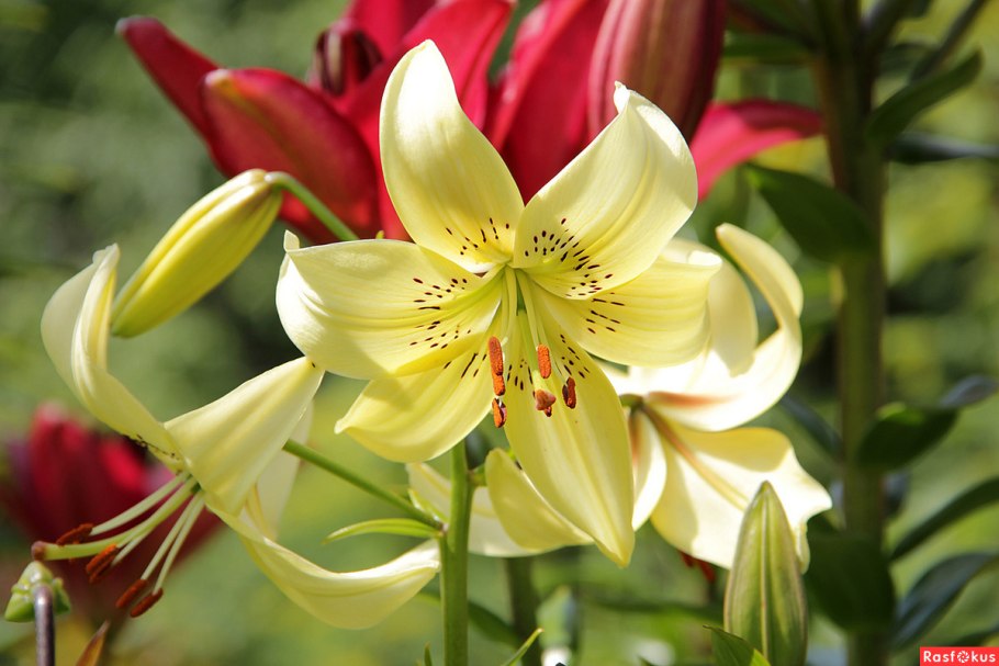 Лилия Восточная махровая Лотус куин