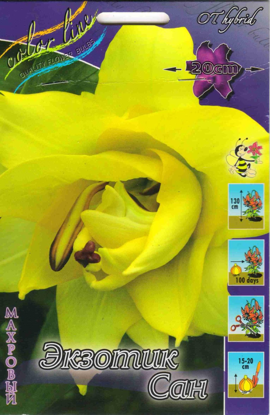 Лилия exotic Sun (Экзотик Сан)