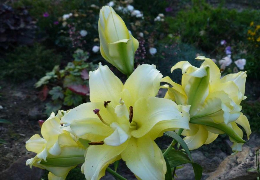 Лилия от-гибрид махровая Экзотик Сан