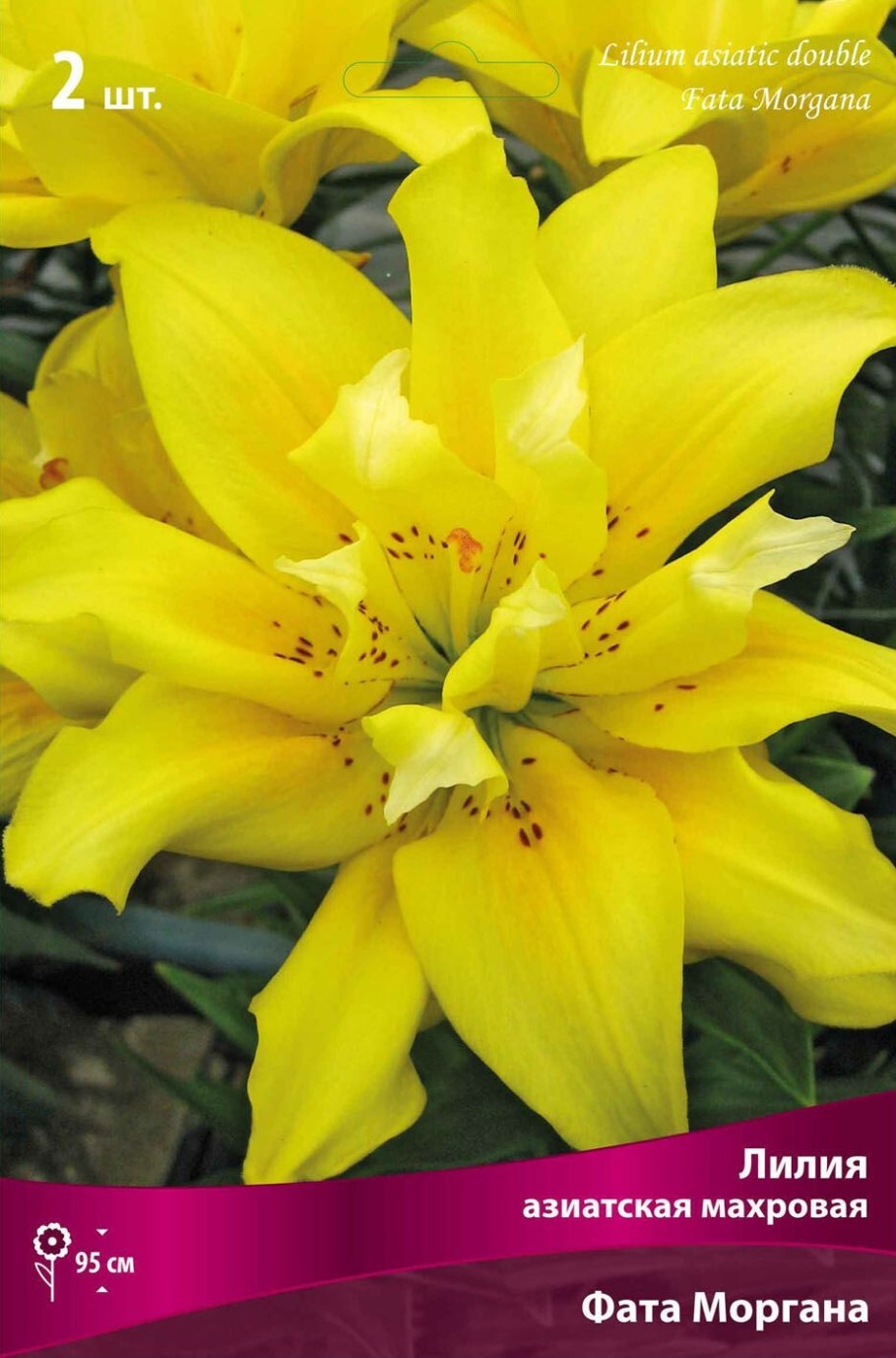 Лилия Восточная махровая Гранд Амур
