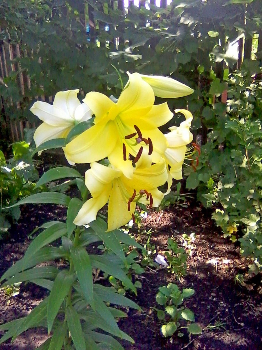 Лилия Йеллоу Белиз