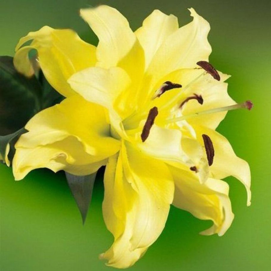 Лилия Йеллоу Белиз