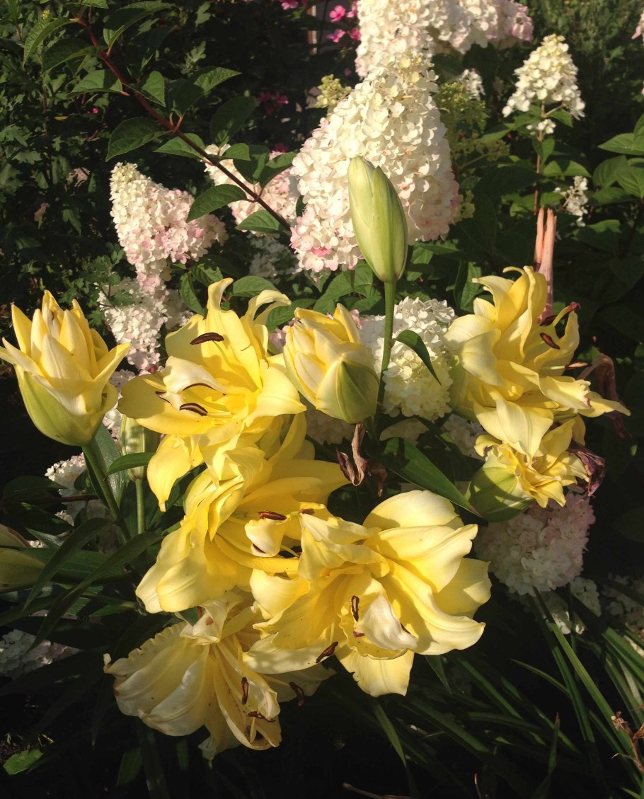 Лилия exotic Sun (Экзотик Сан)