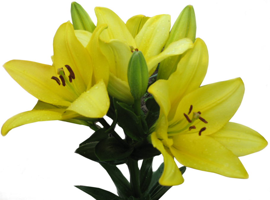 Лилия цветок желтая