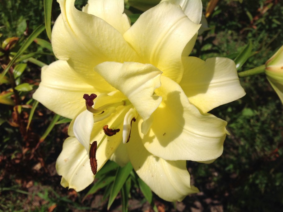 Лилия Экзотик Сан от гибрид