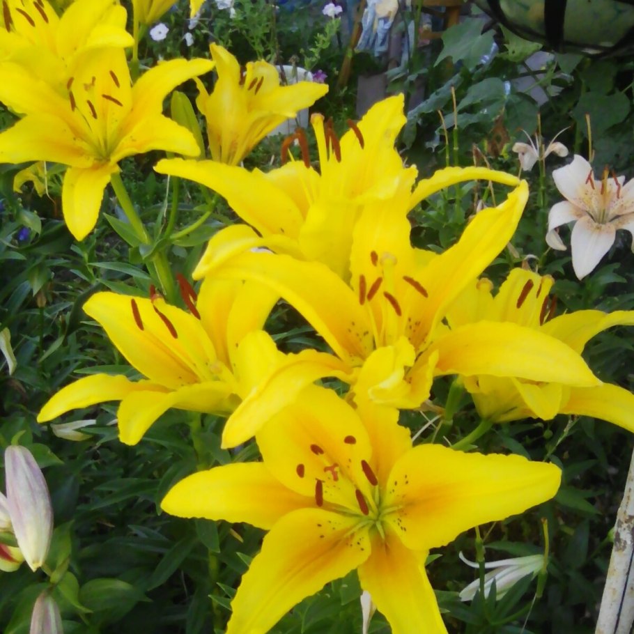 Лилия Лидия