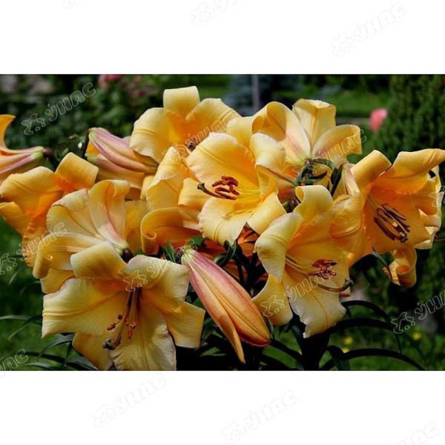 Лилия Голд класс