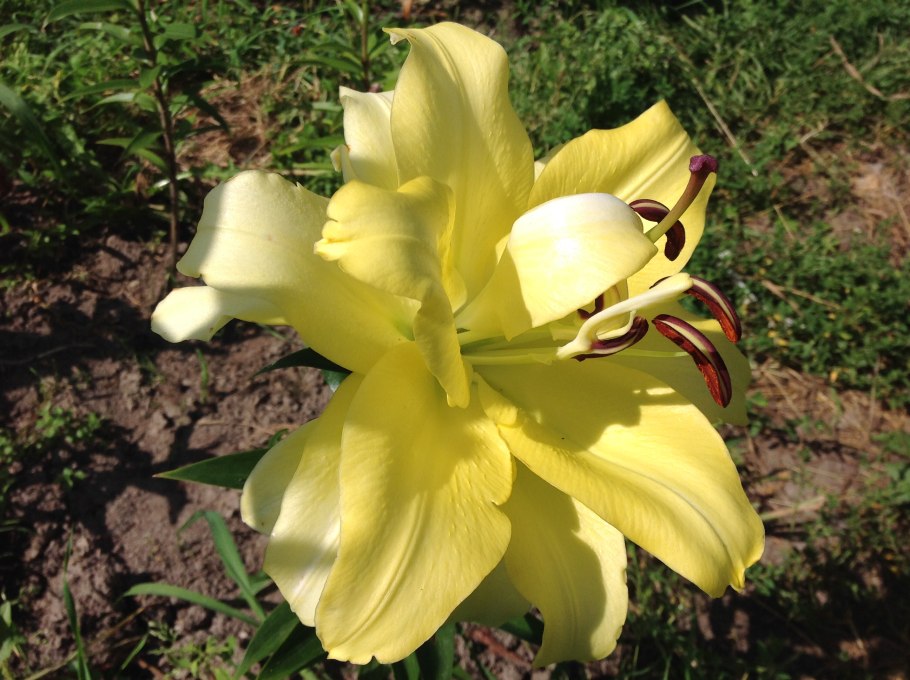 Лилия exotic Sun (Экзотик Сан)